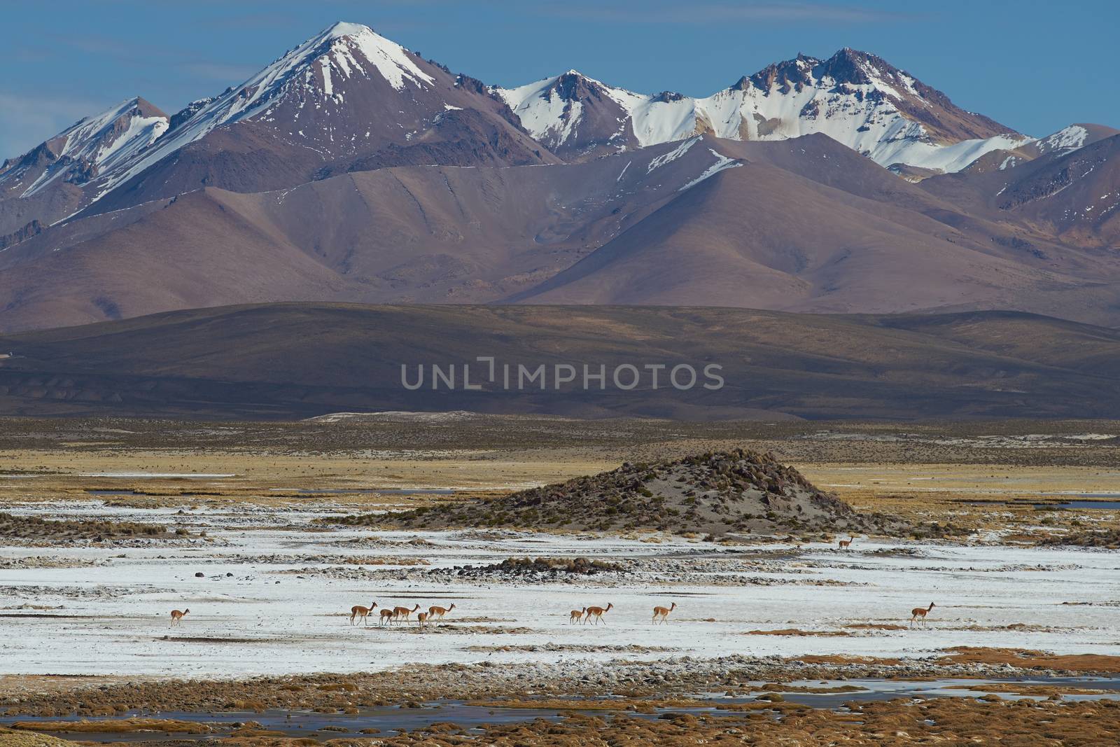 Family group of vicuna (Vicugna vicugna) crossing a salt pan high in the Atacama desert of north east Chile in Lauca National Park. In the background is the dormant Taapaca volcano (5860 m).