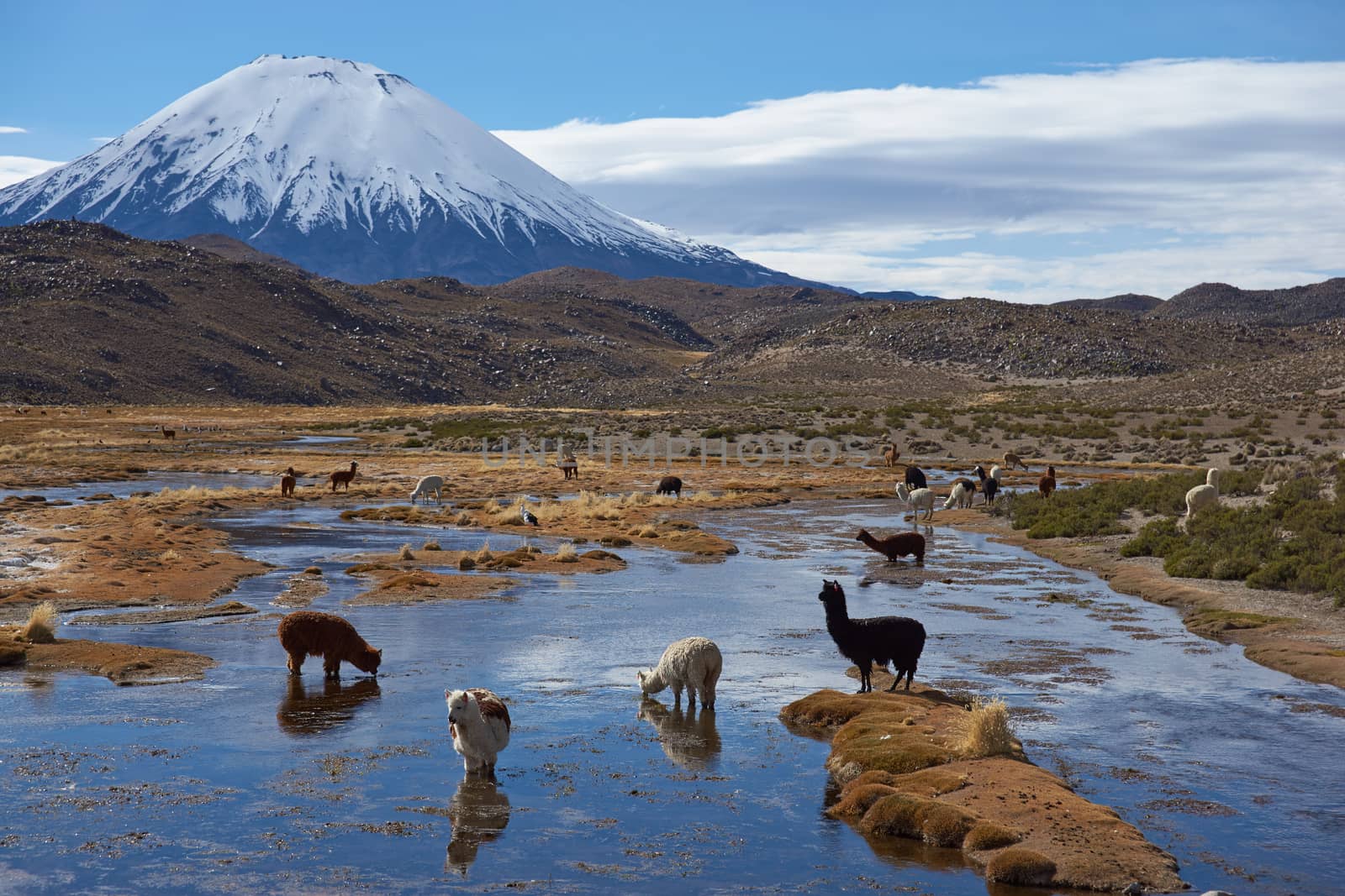 Alpaca grazing in a wetland area, also known as a bofedal in Spanish, at the base of the snow capped Parinacota Volcano, 6324m high, in the Altiplano of northern Chile.