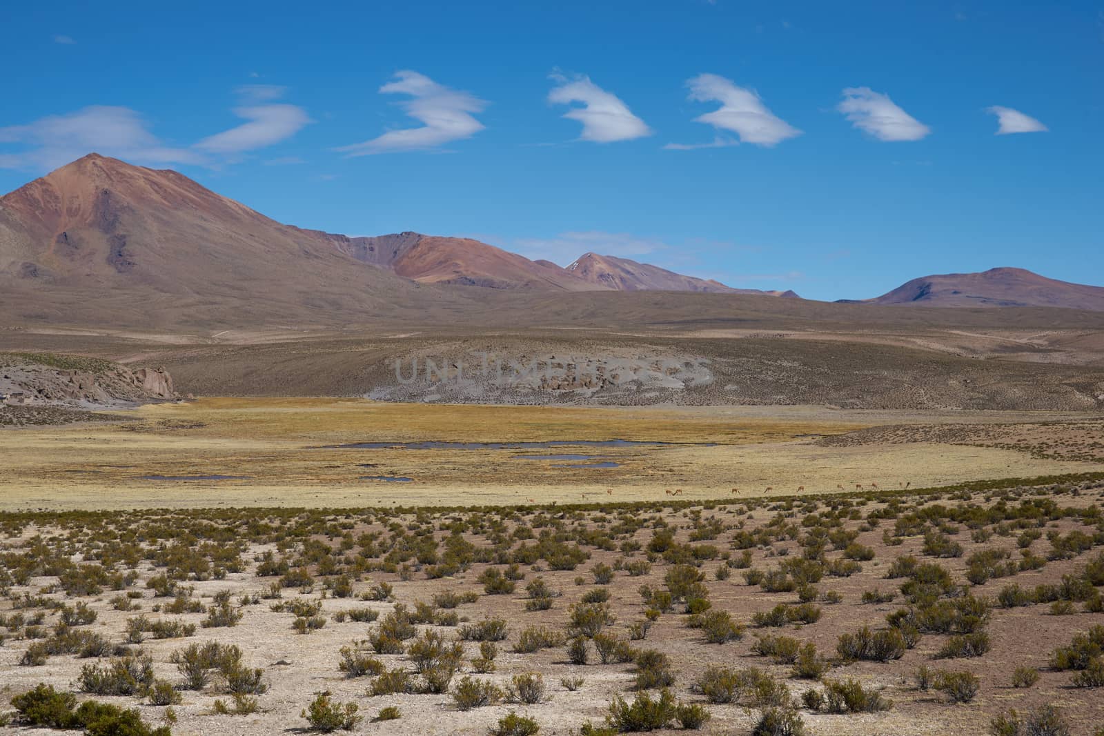 Large open plain high up in the Altiplano of northern Chile. The area is used by local people for grazing Alpaca and Llama. In the background is the dormant Taapaca volcano (5860 m).