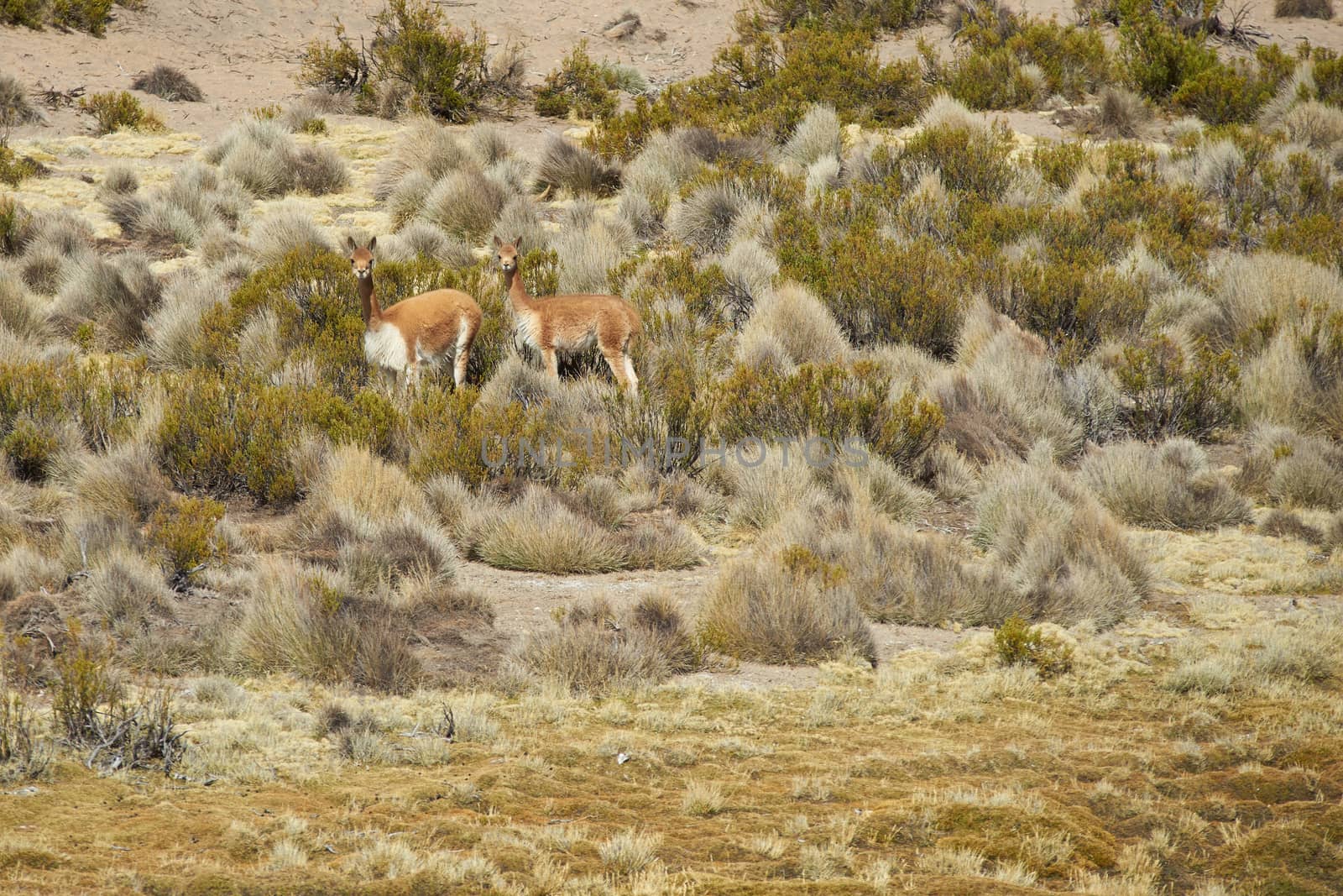 Vicuna (Vicugna vicugna) grazing in a wetland area, also known as a bofedal in Spanish, in Lauca National Park on the Altiplano of northern Chile.