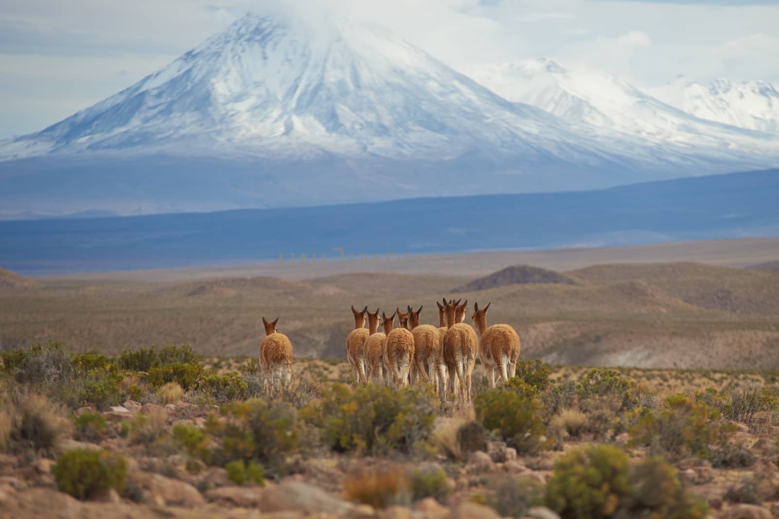 Group of vicuna (Vicugna vicugna) on the Altiplano of north east Chile in Lauca National Park. In the background is the snow capped cone of the Tacora volcano (5980 m).