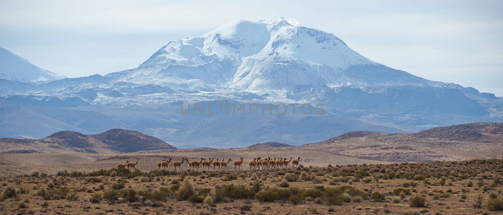 Large group of vicuna (Vicugna vicugna) on an open plain in Lauca National Park on the Altiplano in north east Chile. In the background is the snow capped active Guallatiri volcano (6063 m).