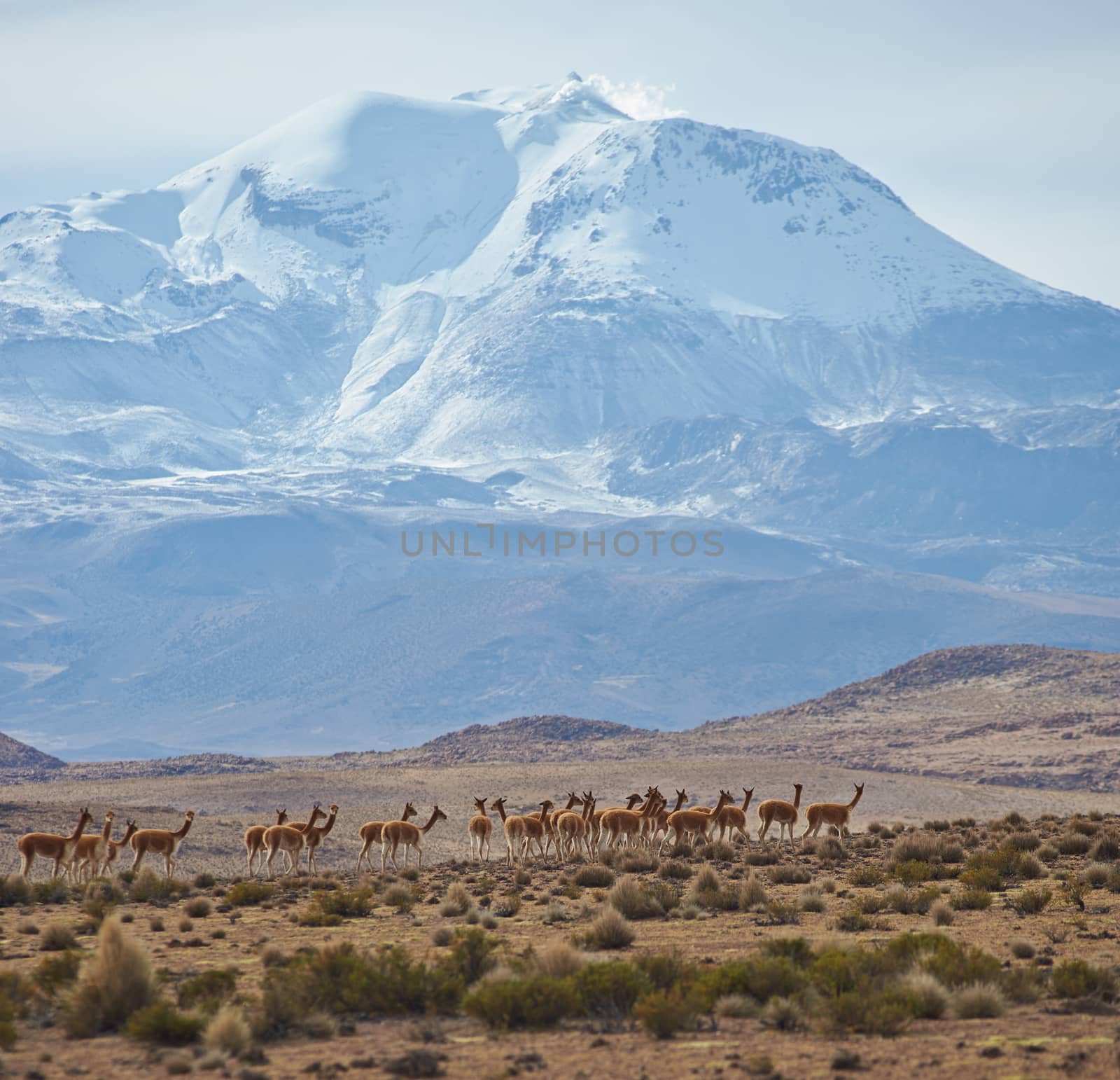 Large group of vicuna (Vicugna vicugna) on an open plain in Lauca National Park on the Altiplano in north east Chile. In the background is the snow capped active Guallatiri volcano (6063 m).