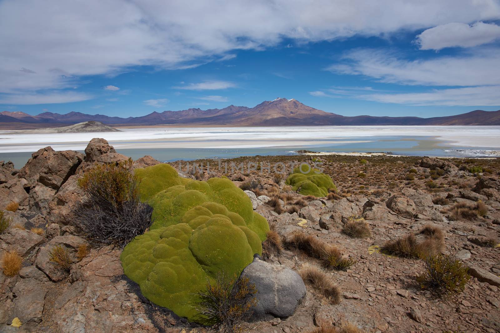 Cushion plants known as Azorella compacta, also called llareta in Spanish, around the edge of the Salar de Surire salt lake in Vicunas National Park on the Altiplano of north east Chile. The lake is home to three types of flamingos.