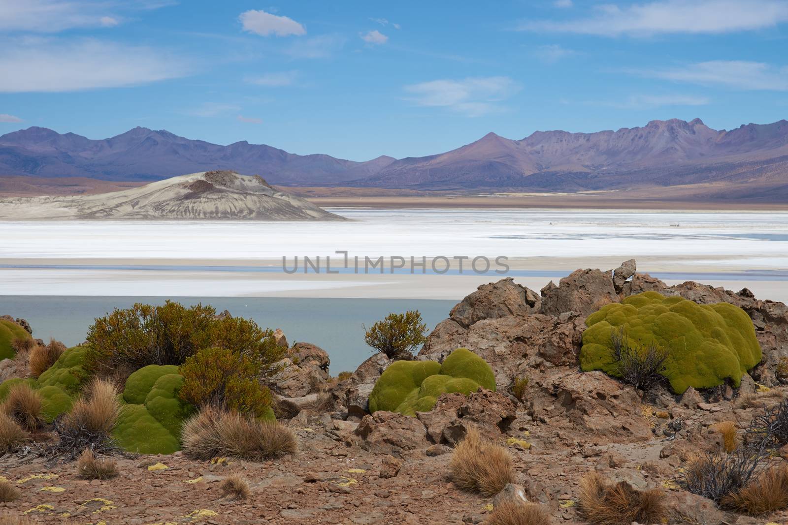 Cushion plants known as Azorella compacta, also called llareta in Spanish, around the edge of the Salar de Surire salt lake in Vicunas National Park on the Altiplano of north east Chile. The lake is home to three types of flamingos.