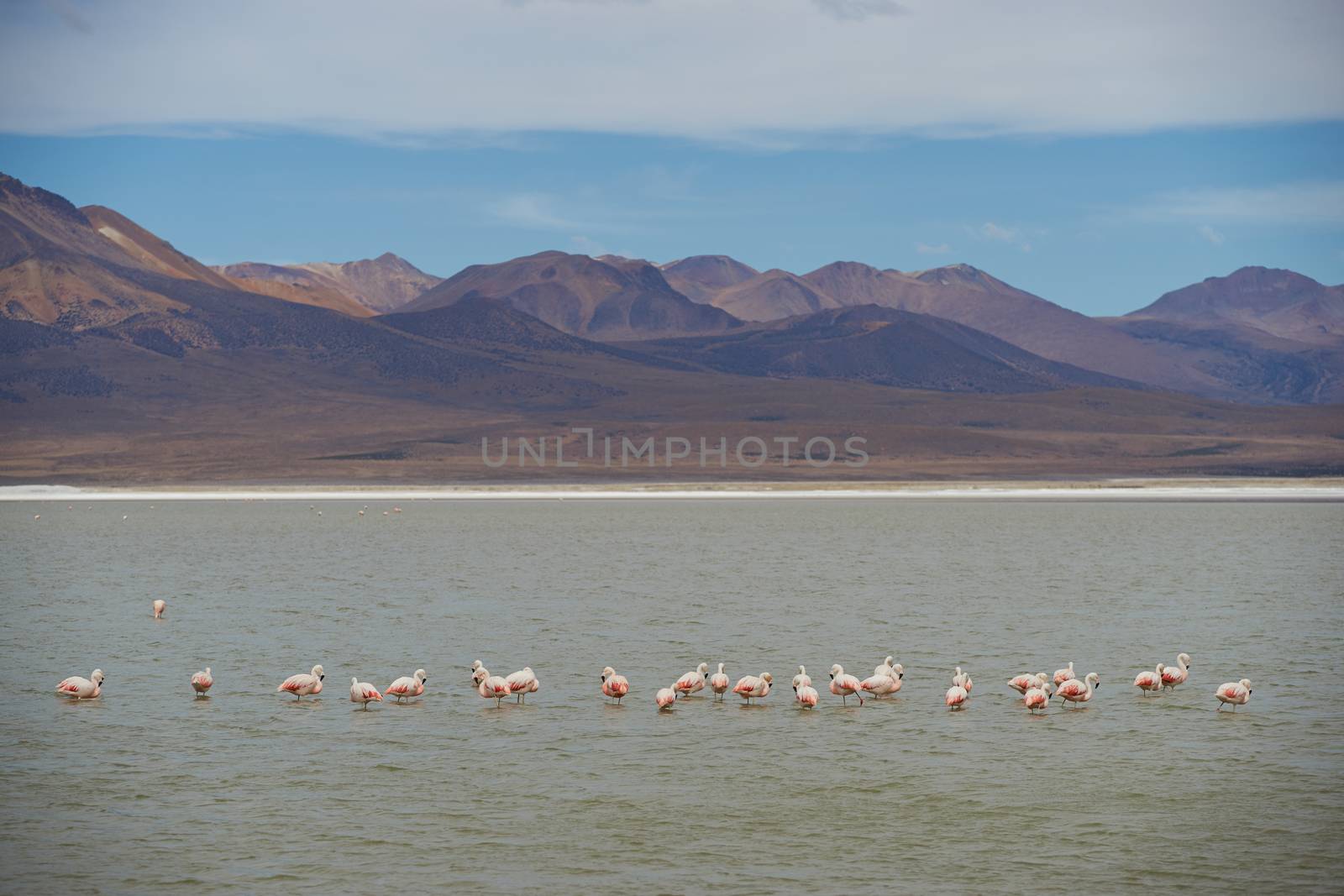 Flamingos in Salar de Surire, a salt lake in Vicunas National Park on the Altiplano of north east Chile. The lake is home to three types of flamingos.