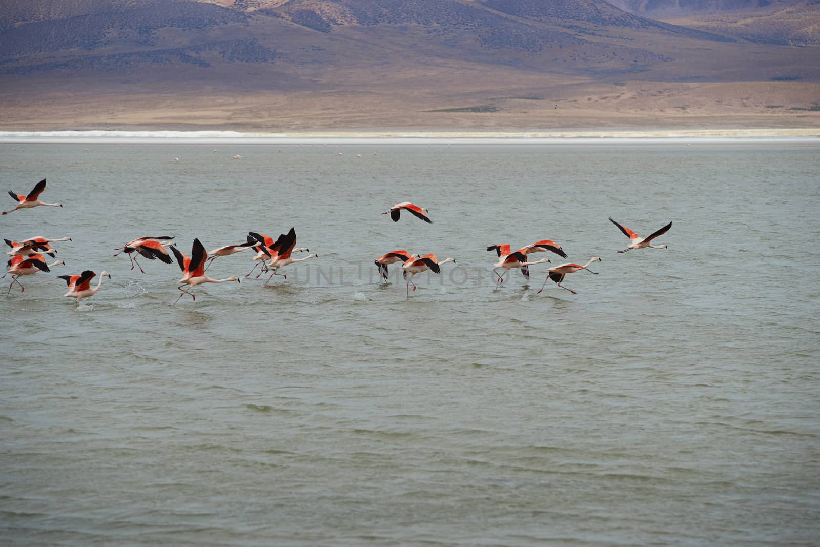 Group of wild Chilean Flamingos (Phoenicopterus chilensis) taking off from Salar de Surire, a salt lake over 4,000 metres high on the Altiplano of northern Chile in Vicunas National Park.