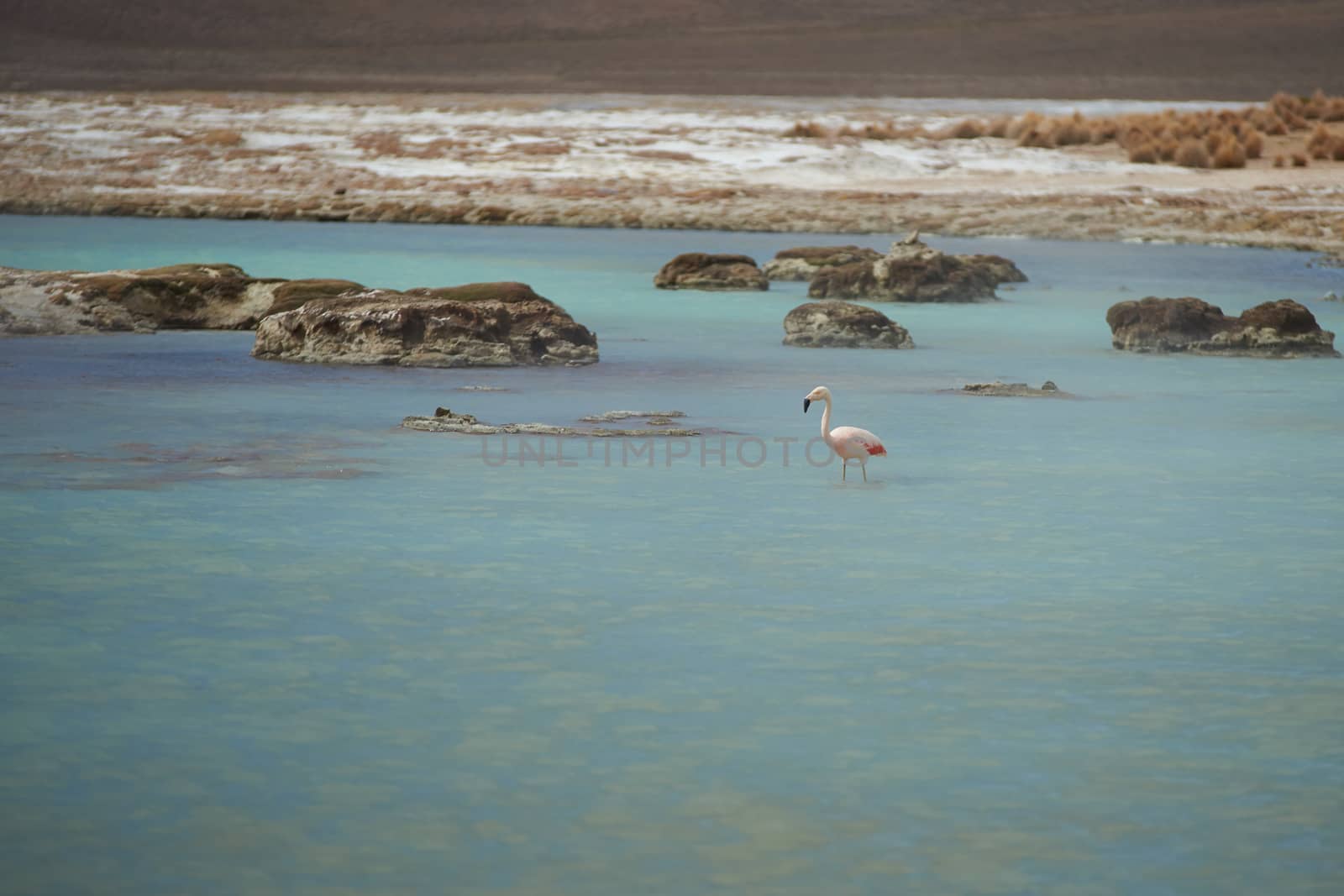 A lone Chilean Flamingo (Phoenicopterus chilensis) standing in a hot spring at Salar de Surire, a salt lake over 4,000 metres high on the Altiplano of northern Chile in Vicunas National Park.