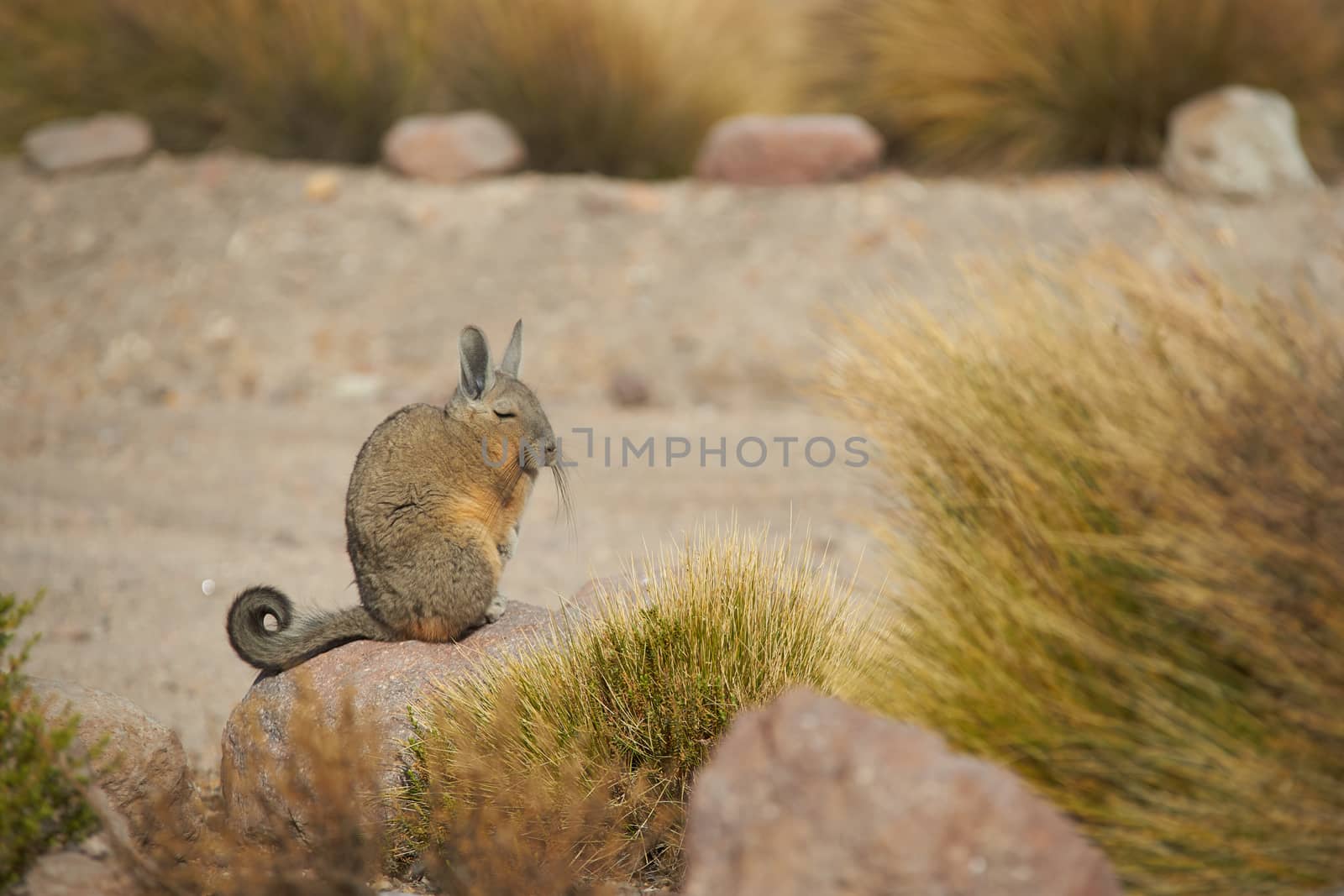 Mountain Viscacha (Lagidium viscacia) sitting on a rock in Vicunas National Park at an altitude of over 4,000 metres on the Altiplano of northern Chile.