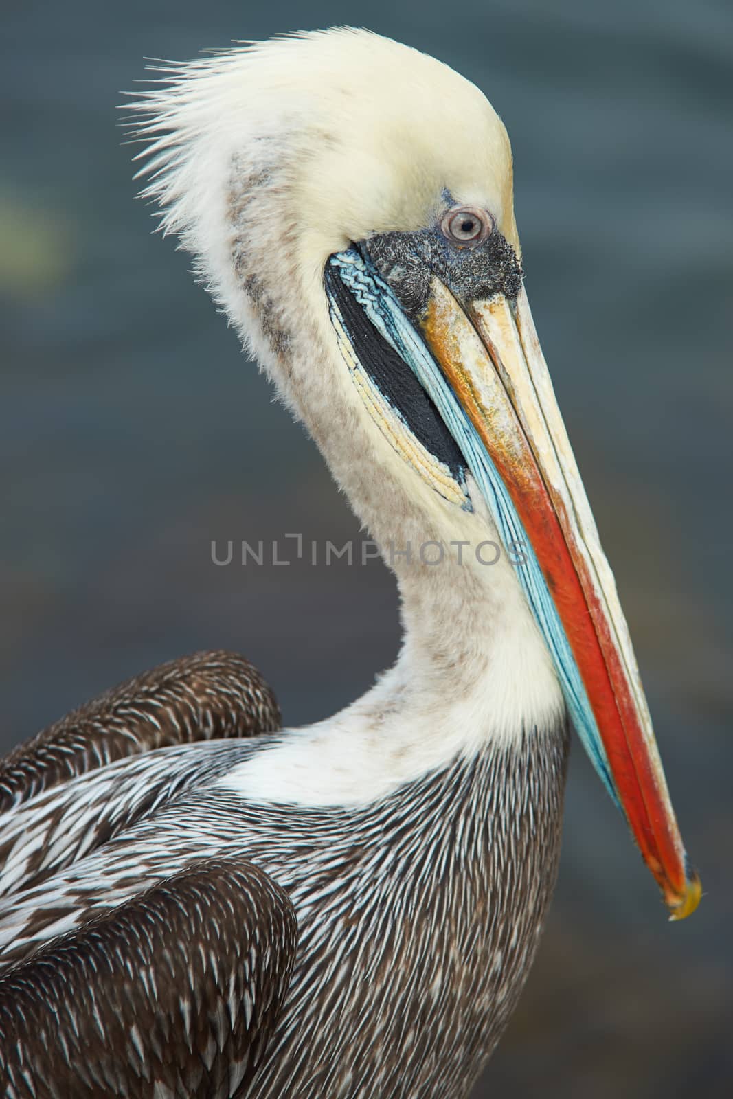 Portrait of a Peruvian Pelican (Pelecanus thagus) in the fishing harbour at Arica in Northern Chile.