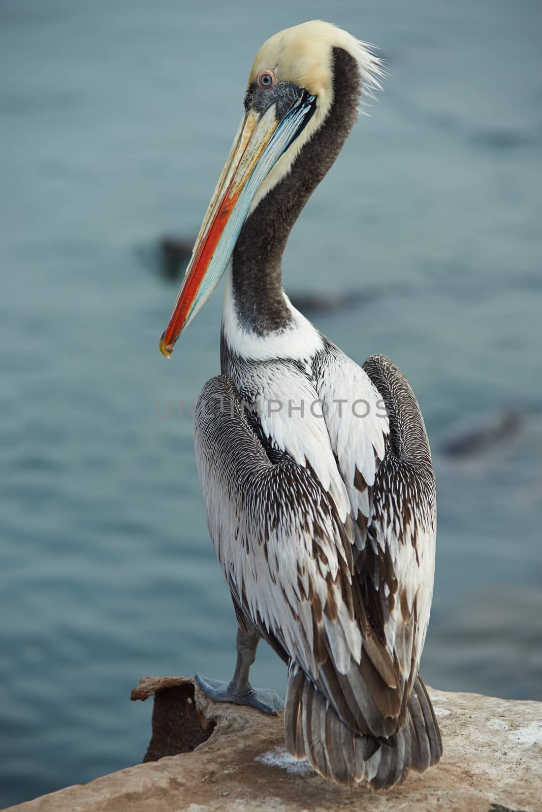 Portrait of a Peruvian Pelican (Pelecanus thagus) in the fishing harbour at Arica in Northern Chile.