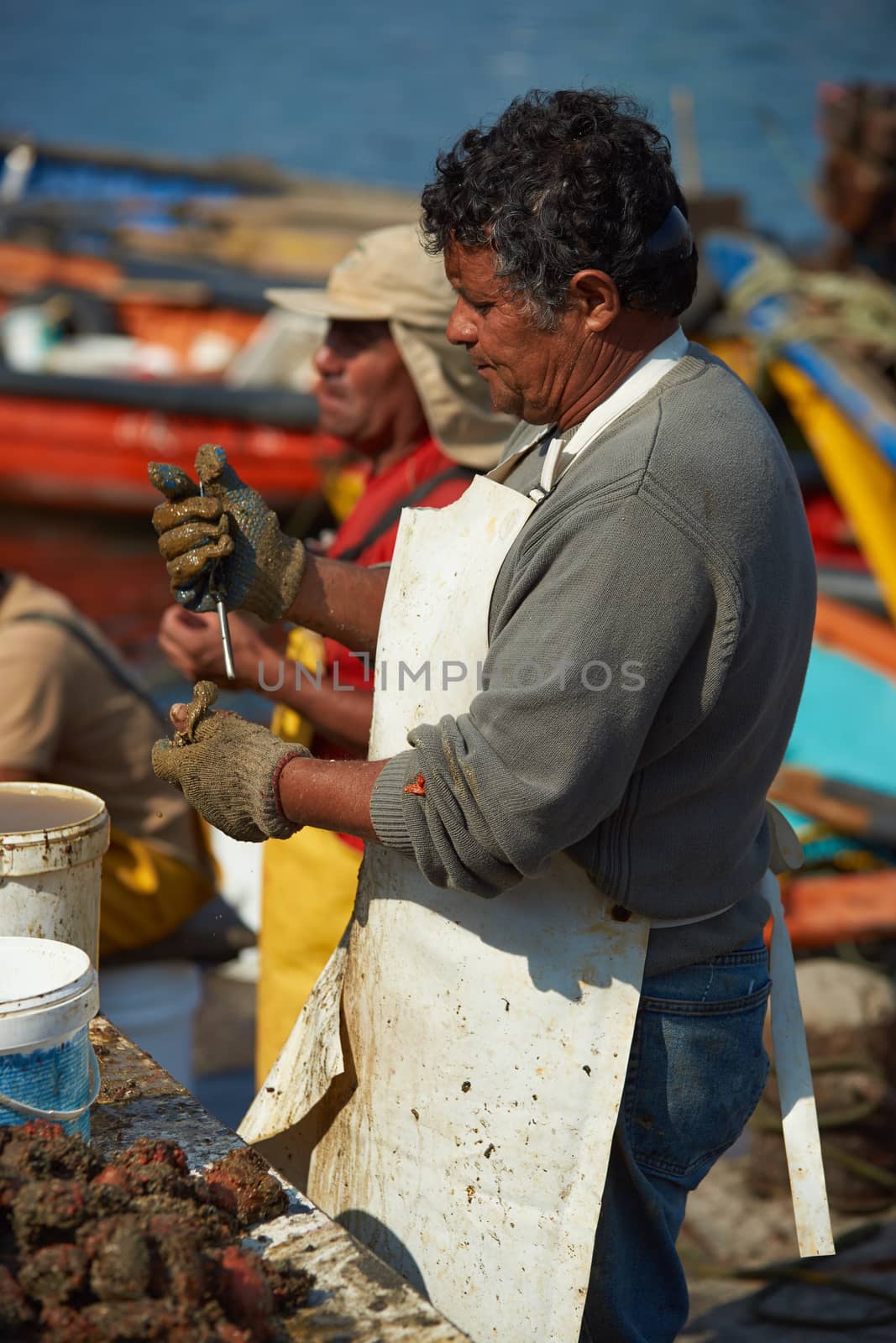 Fisherman at Arica in Chile, removing the succulent orange coloured soft centre of Pyura Chilensis, a sea food from the tunicate family found growing in clumps off the coast of Chile and Peru.