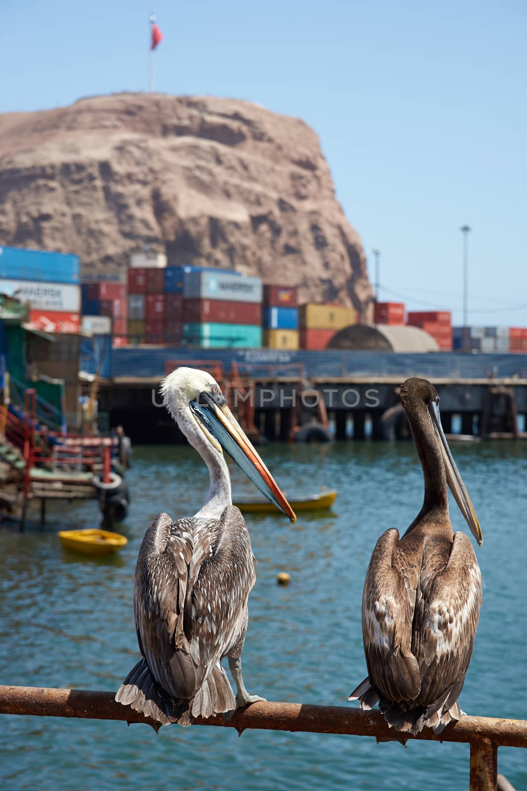 Peruvian Pelicans (Pelecanus thagus) standing on a railing in the fishing harbour of Arica in Northern Chile.