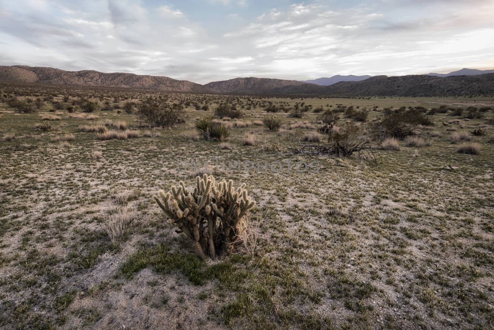 Landscape in the Anza-Borrego Desert by patricklienin