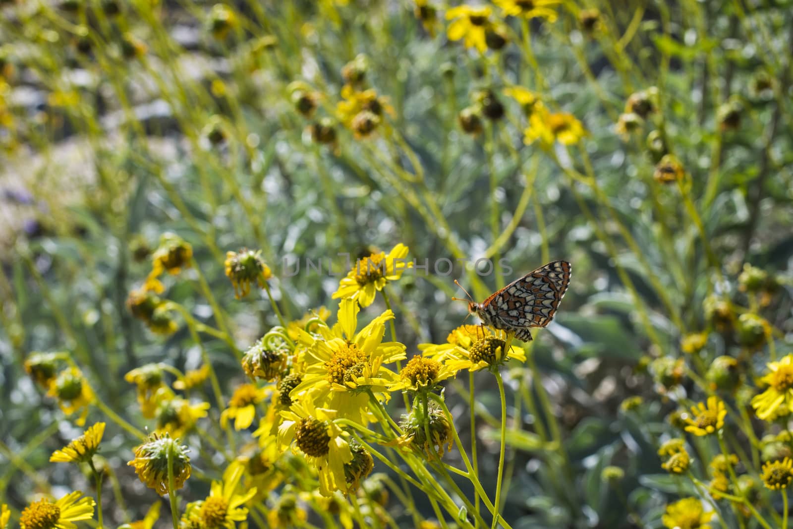 Desert Plant and Butterfly in Anza-Borrego State Park, California, USA