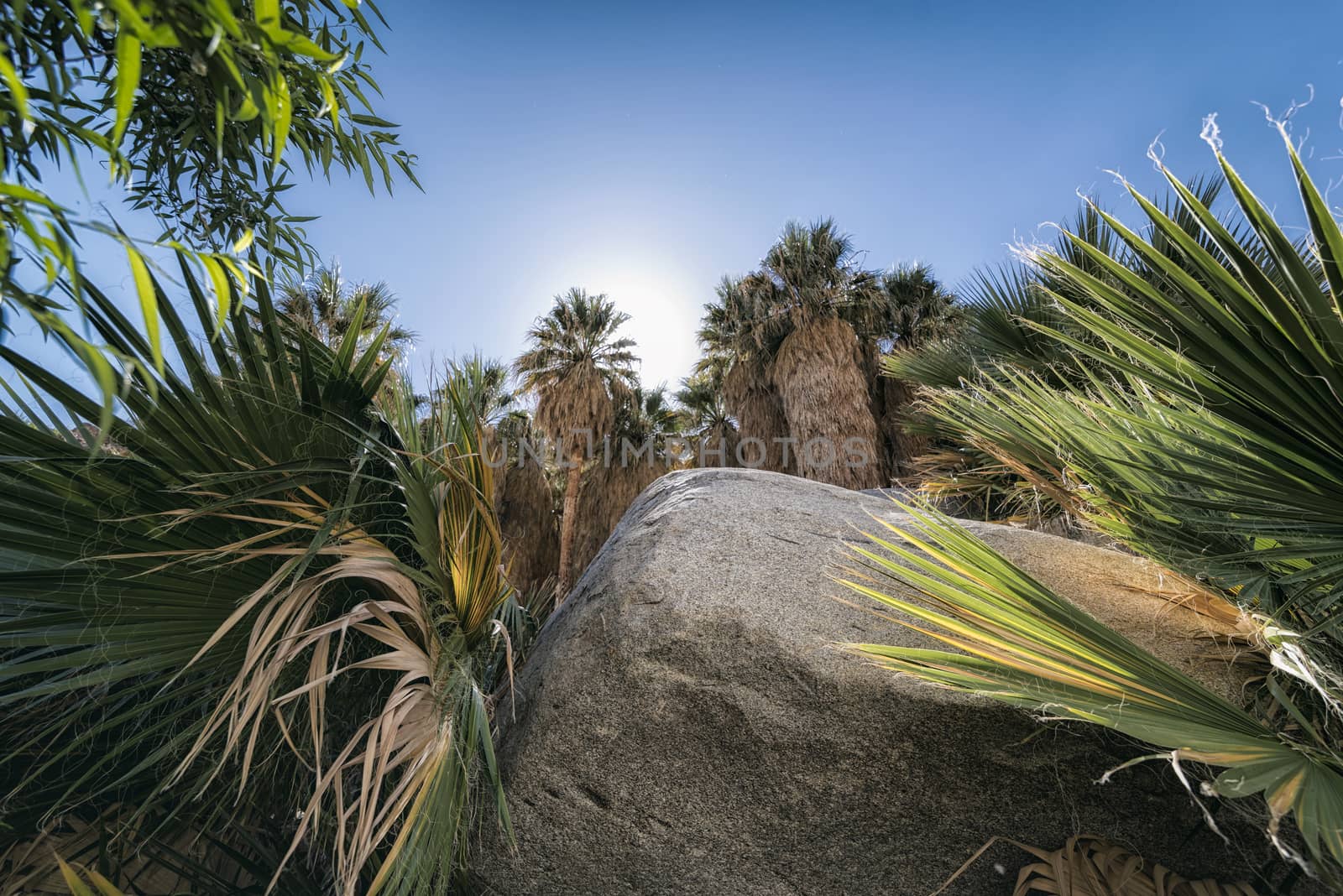 Palm Oasis in the Desert by patricklienin
