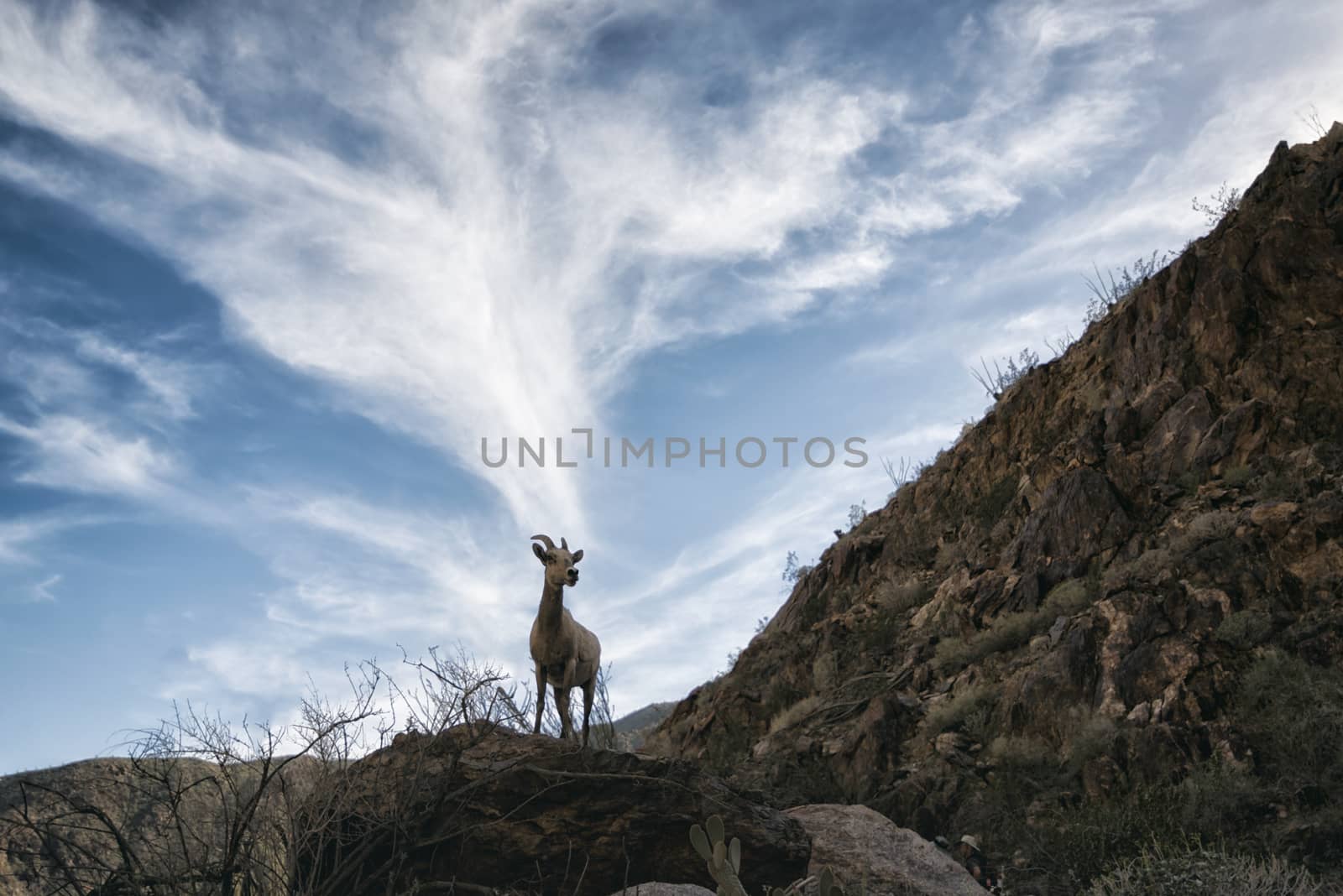 Bighorn Sheep in the Mountains by patricklienin