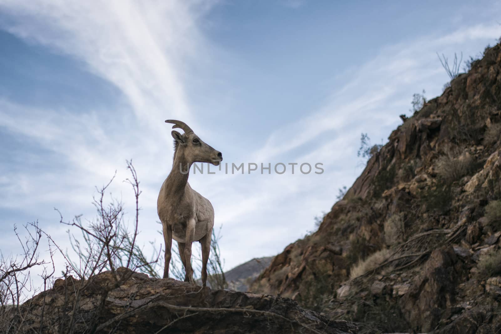 Bighorn Sheep in the Mountains by patricklienin