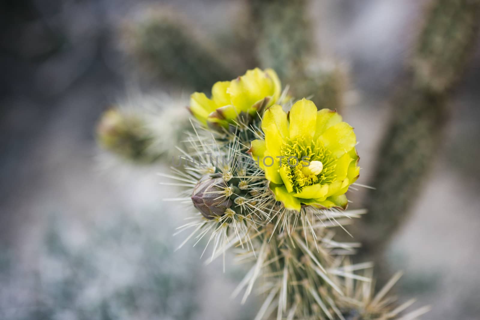 Desert Plant in Anza-Borrego State Park, California, USA by patricklienin