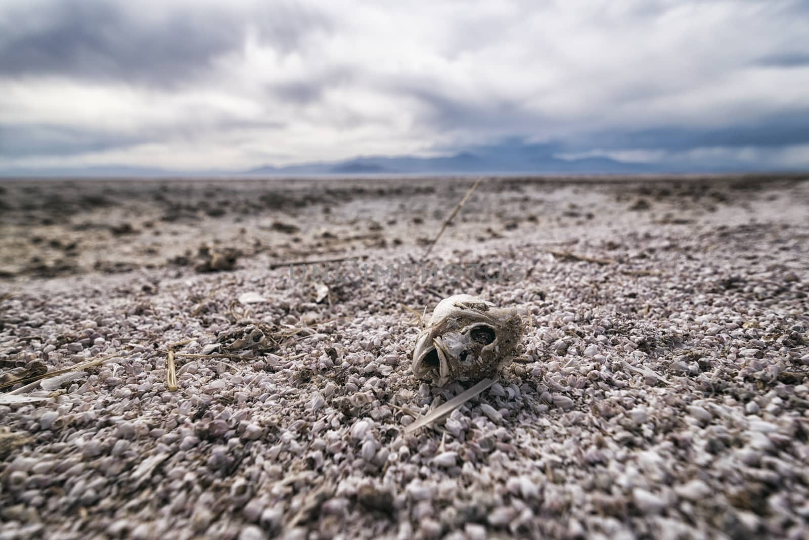 Fish Bones at the Shore of Salton Sea, California