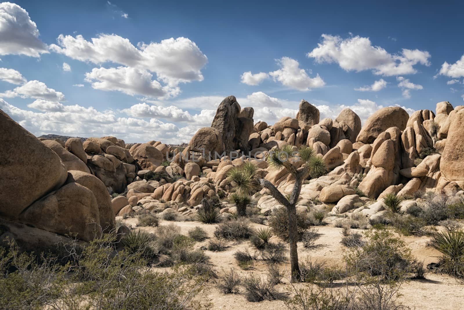 Landscape at Joshua Tree National Park, California