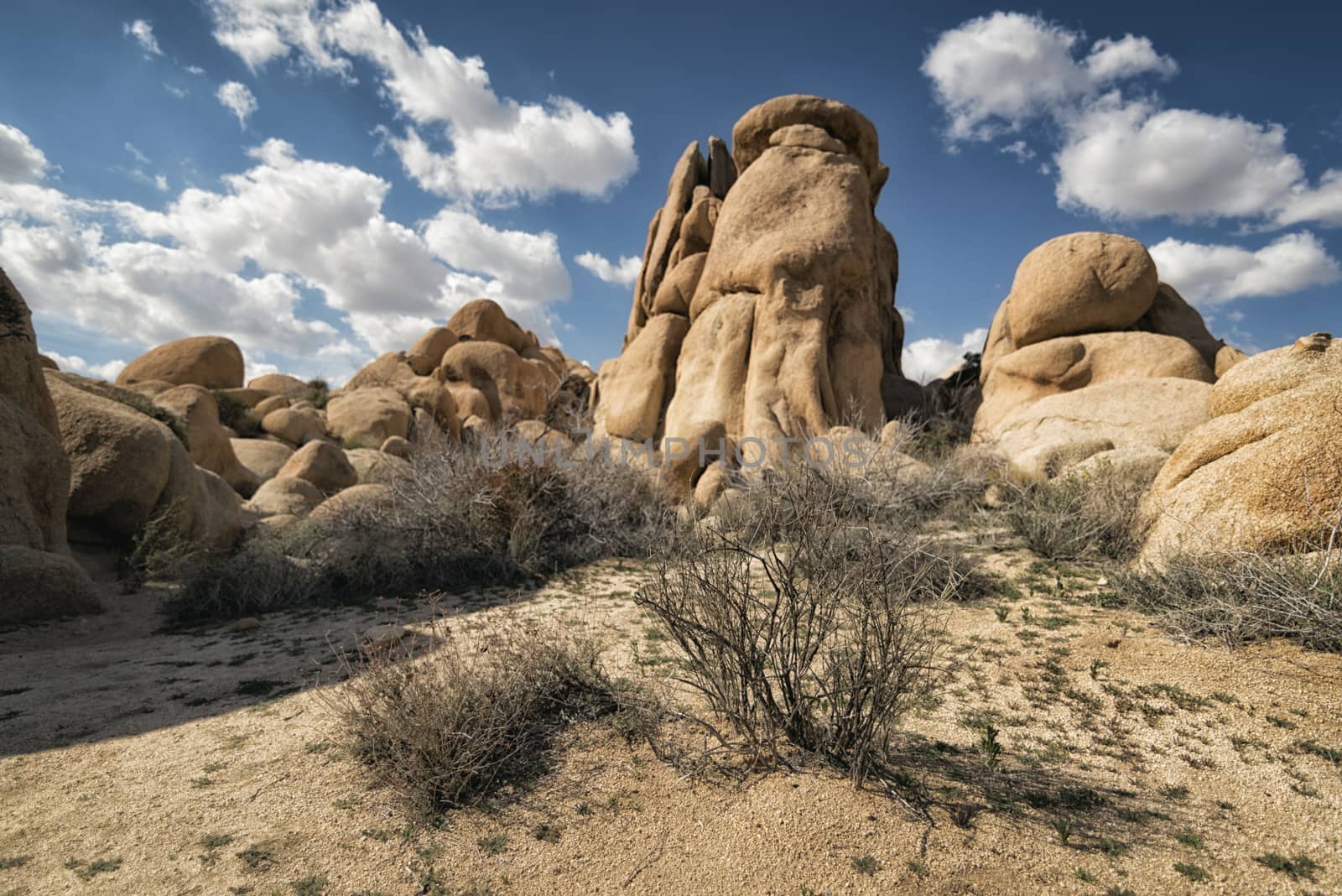 Landscape at Joshua Tree National Park, California