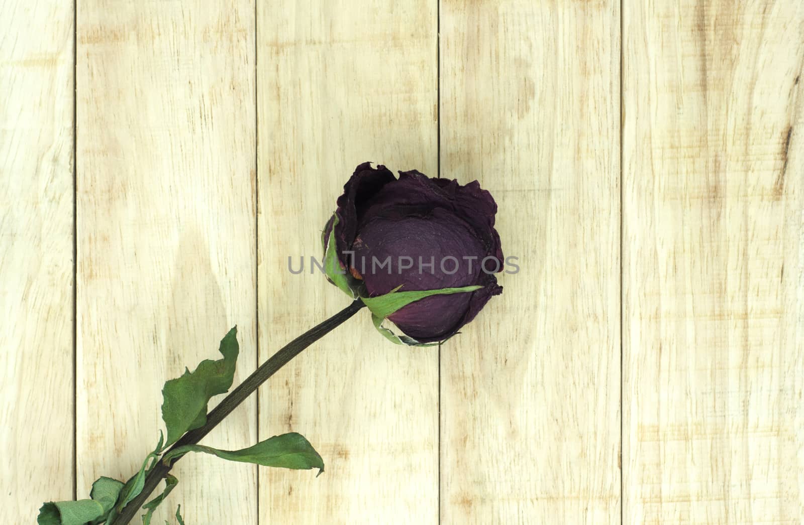 Dry roses on wood pattern background