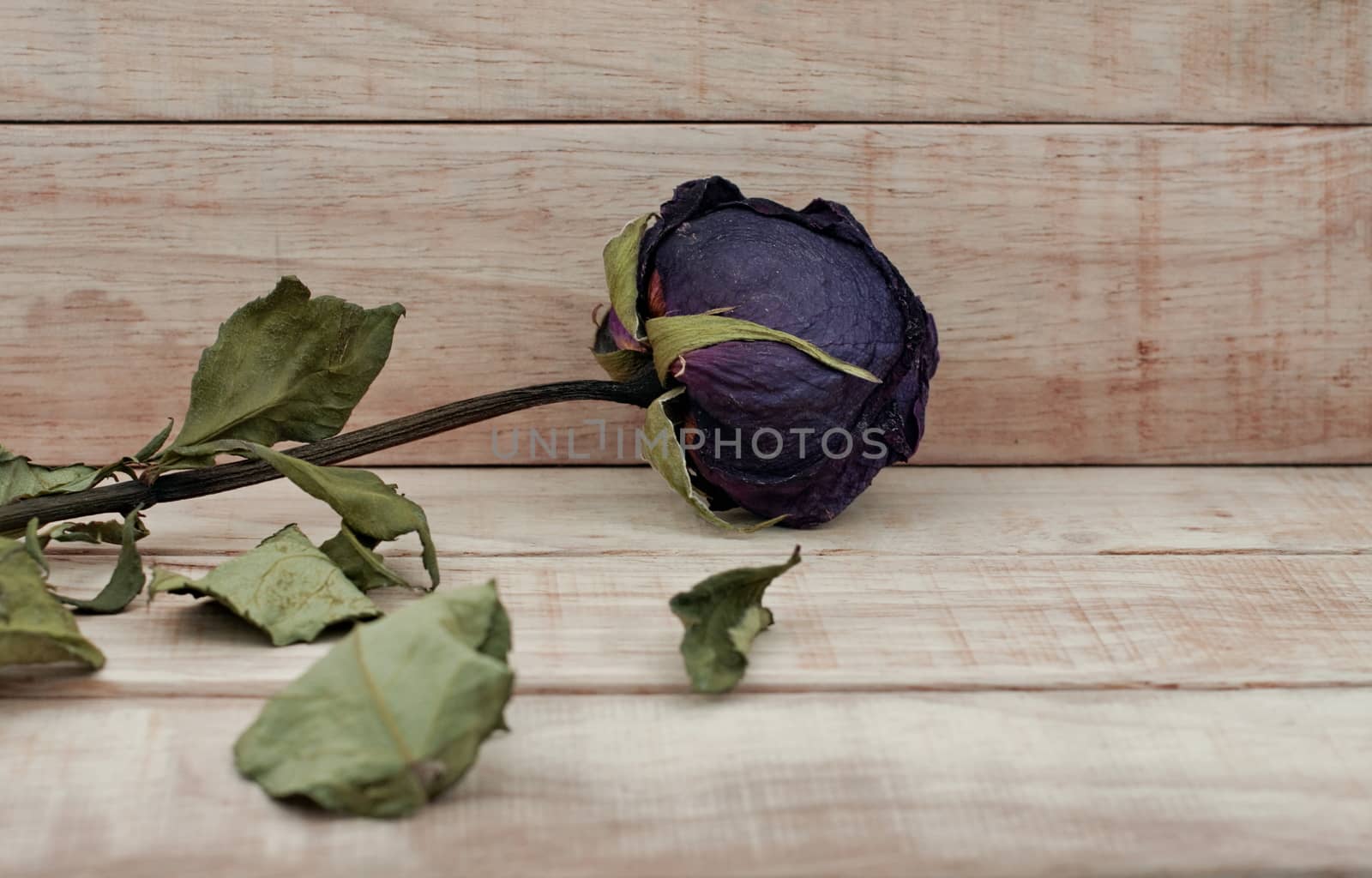 Dry roses on wood pattern background. Fill color effect in white balance changed to pink color.