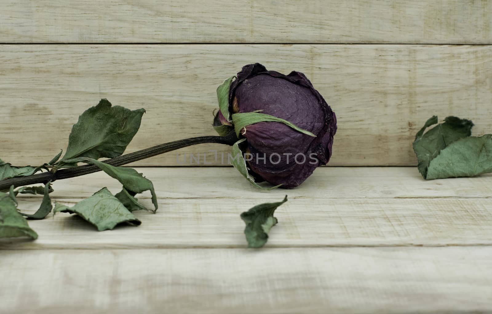 Dry roses on wood pattern background