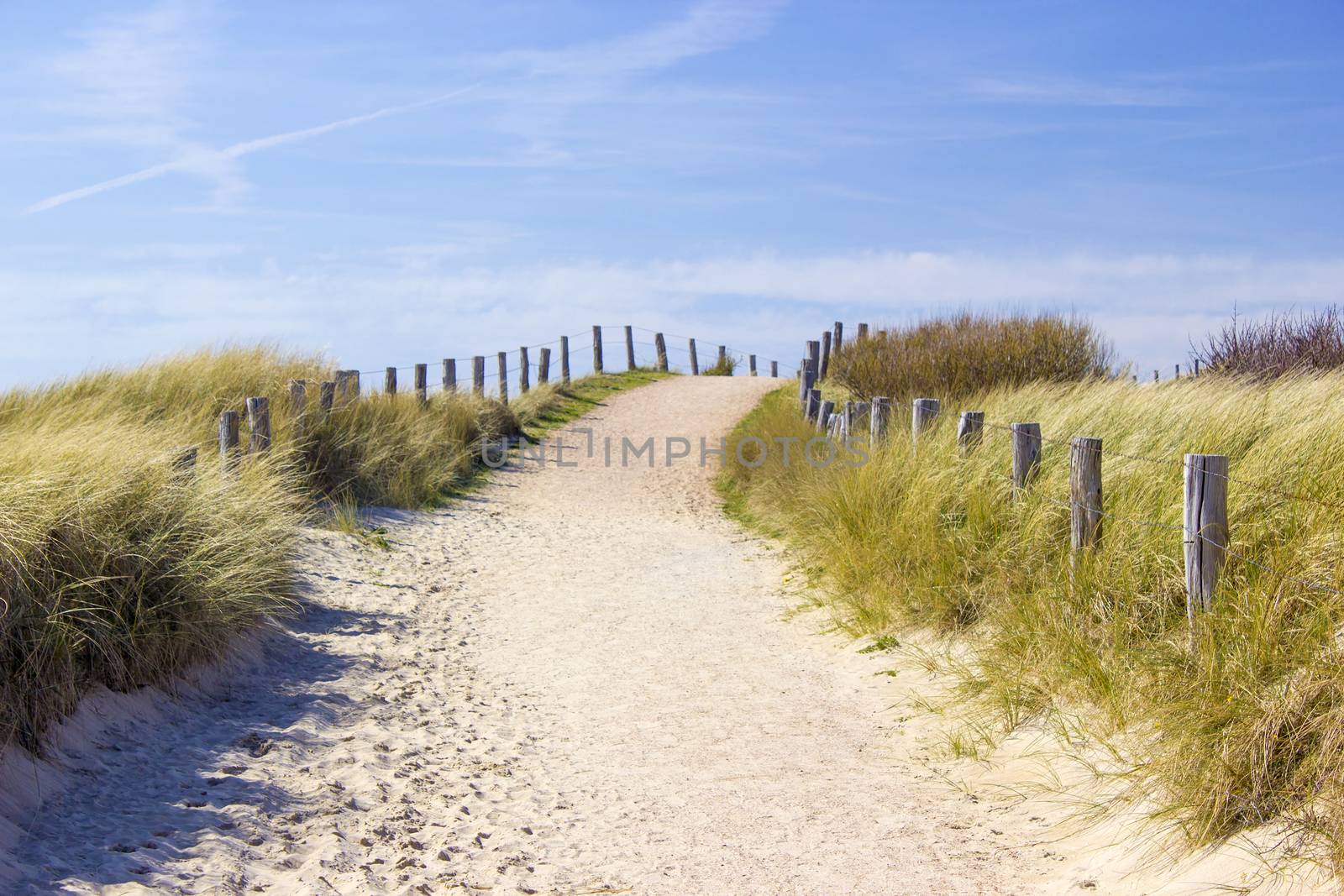  Path trough the dunes, Zoutelande, the Netherlands by miradrozdowski