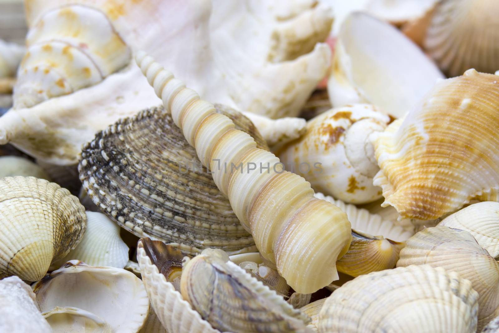 Sea shells background