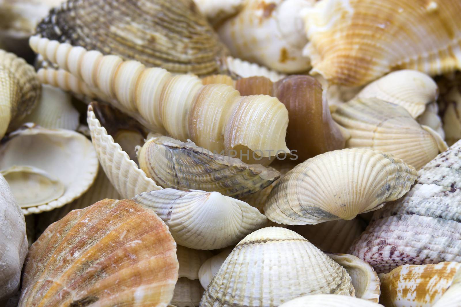 Sea shells background by miradrozdowski