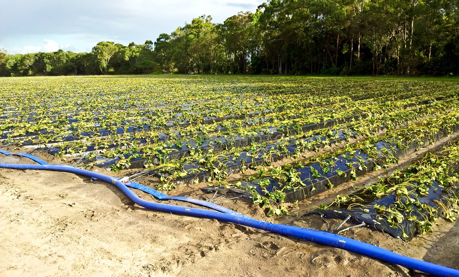 Strawberry farm in many rows