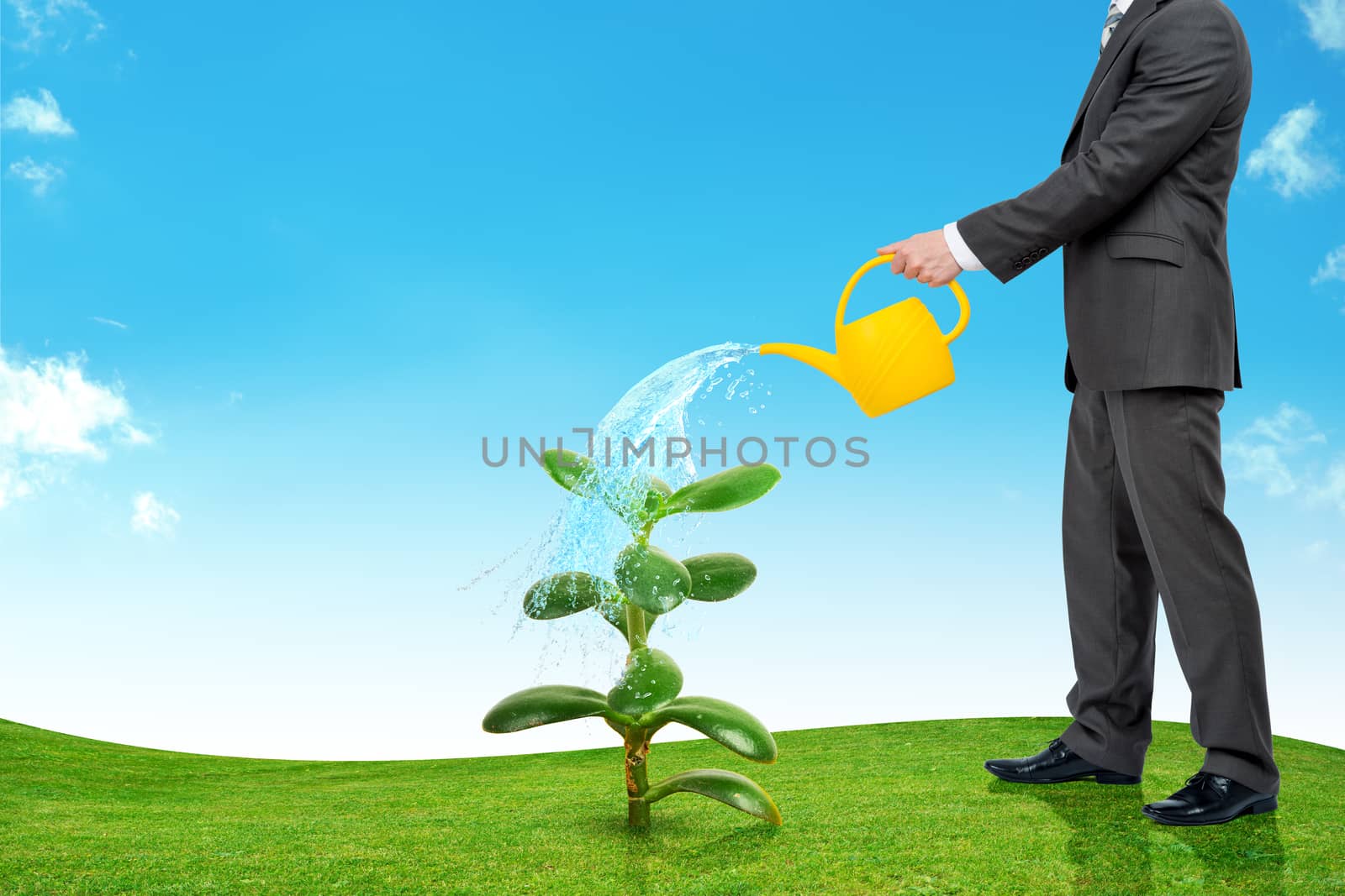 Businessman watering plant on green lawn, business concept