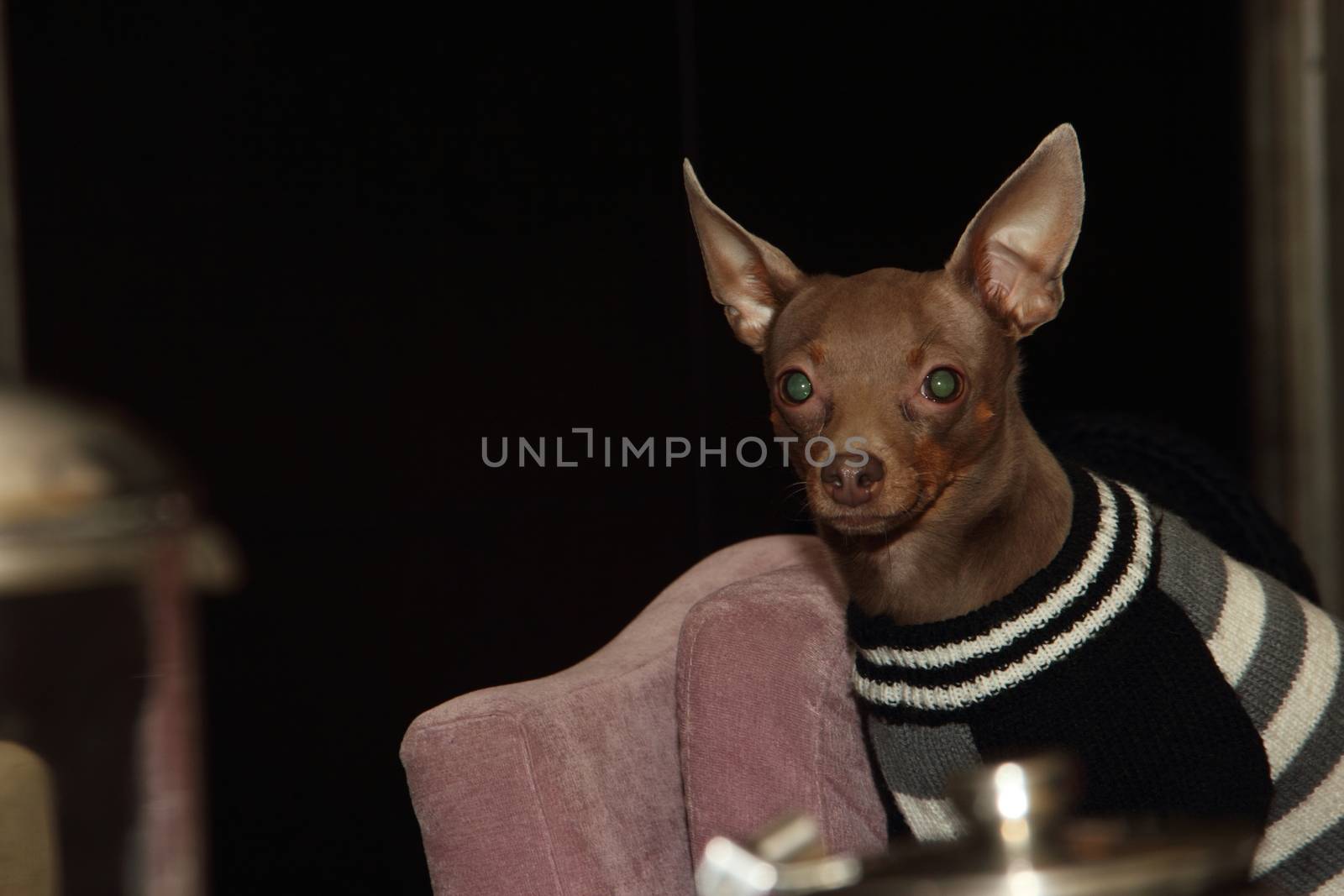 beige smooth coat Russian Toy Terrier in sweater