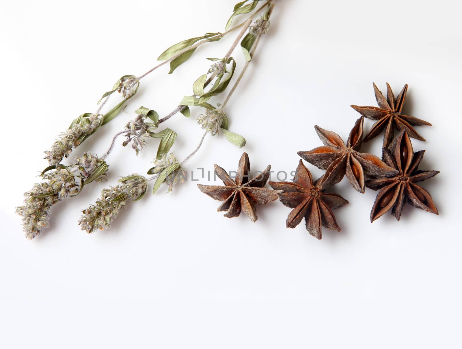 Mint flowers and anise close-up isolated on white background