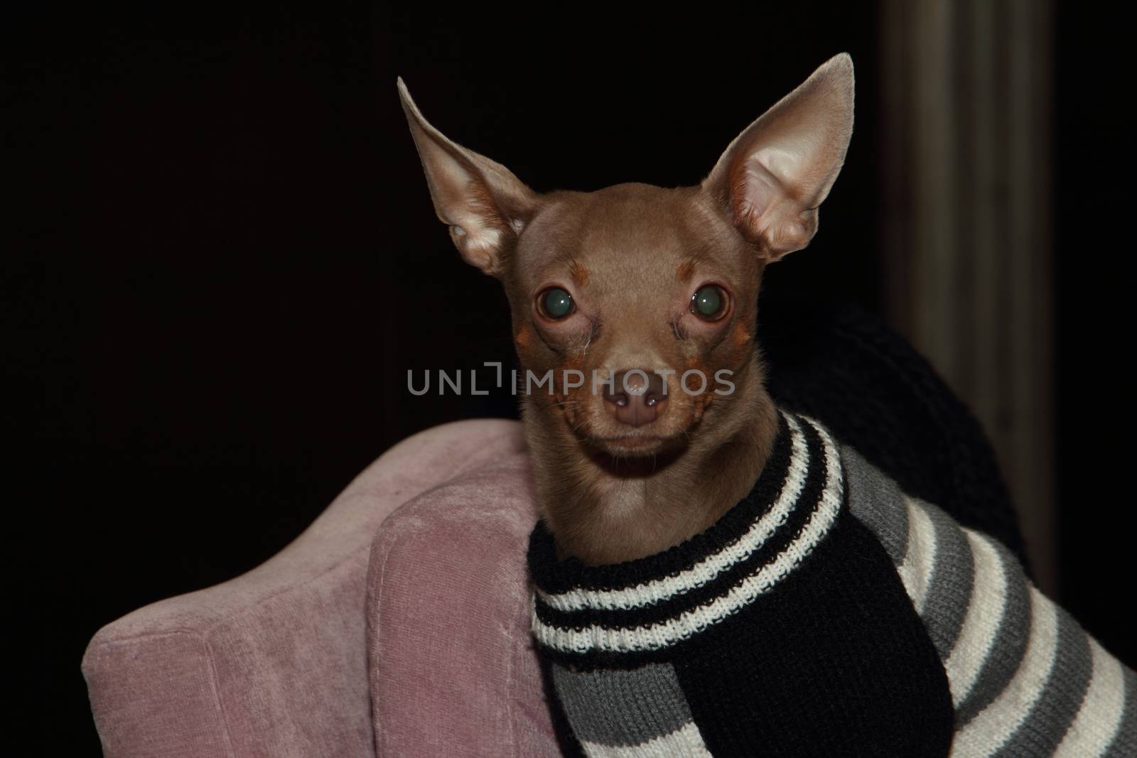 beige smooth coat Russian Toy Terrier in sweater