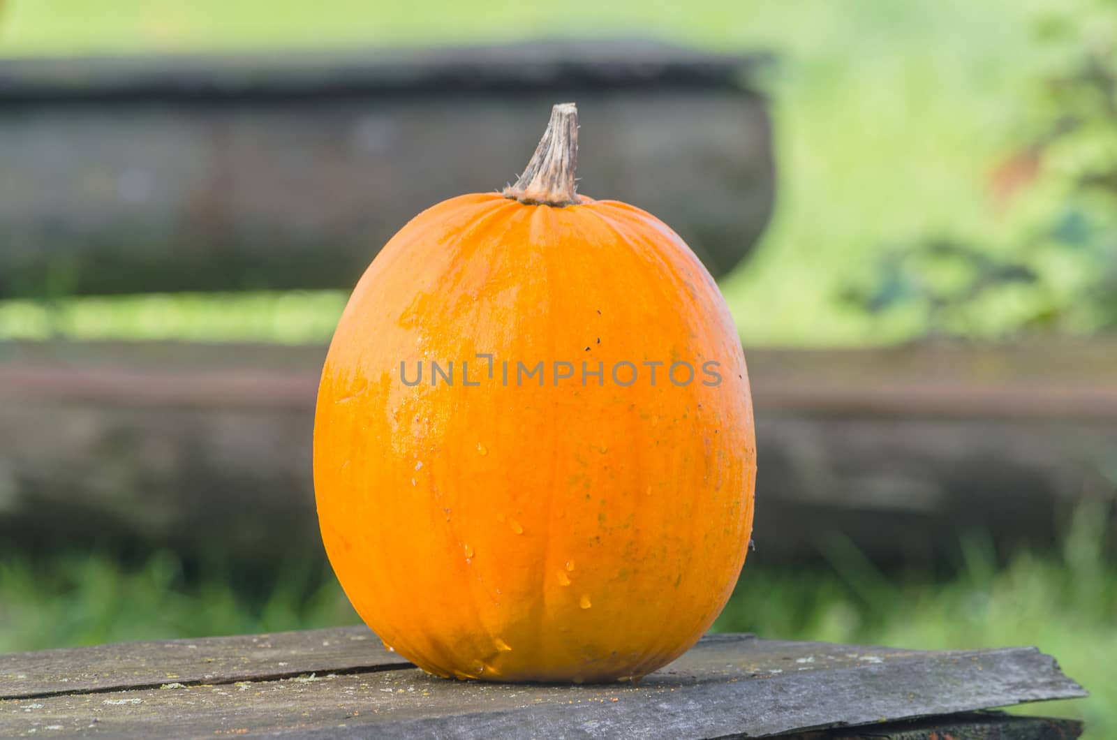 Beautiful orange pumpkin      by JFsPic
