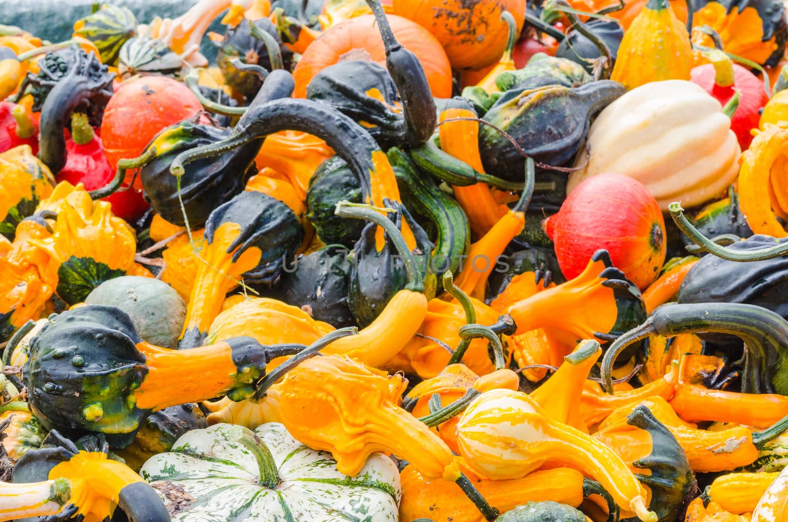 Various pumpkin varieties in diverse
Colors and shapes.