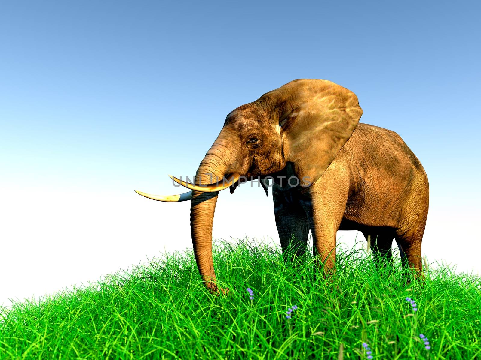 3d african elephant standing in the green grass with blue sky as a background