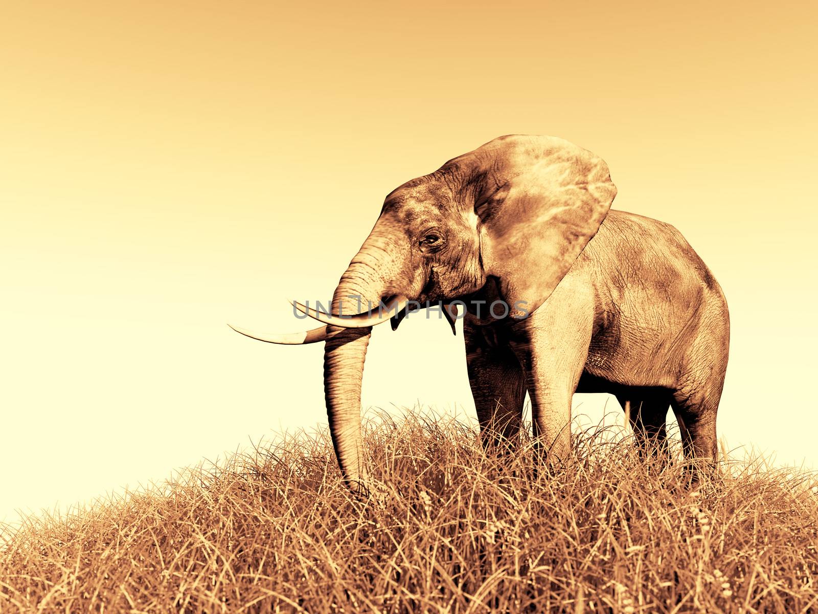 3d african elephant standing in the green grass with blue sky as a background