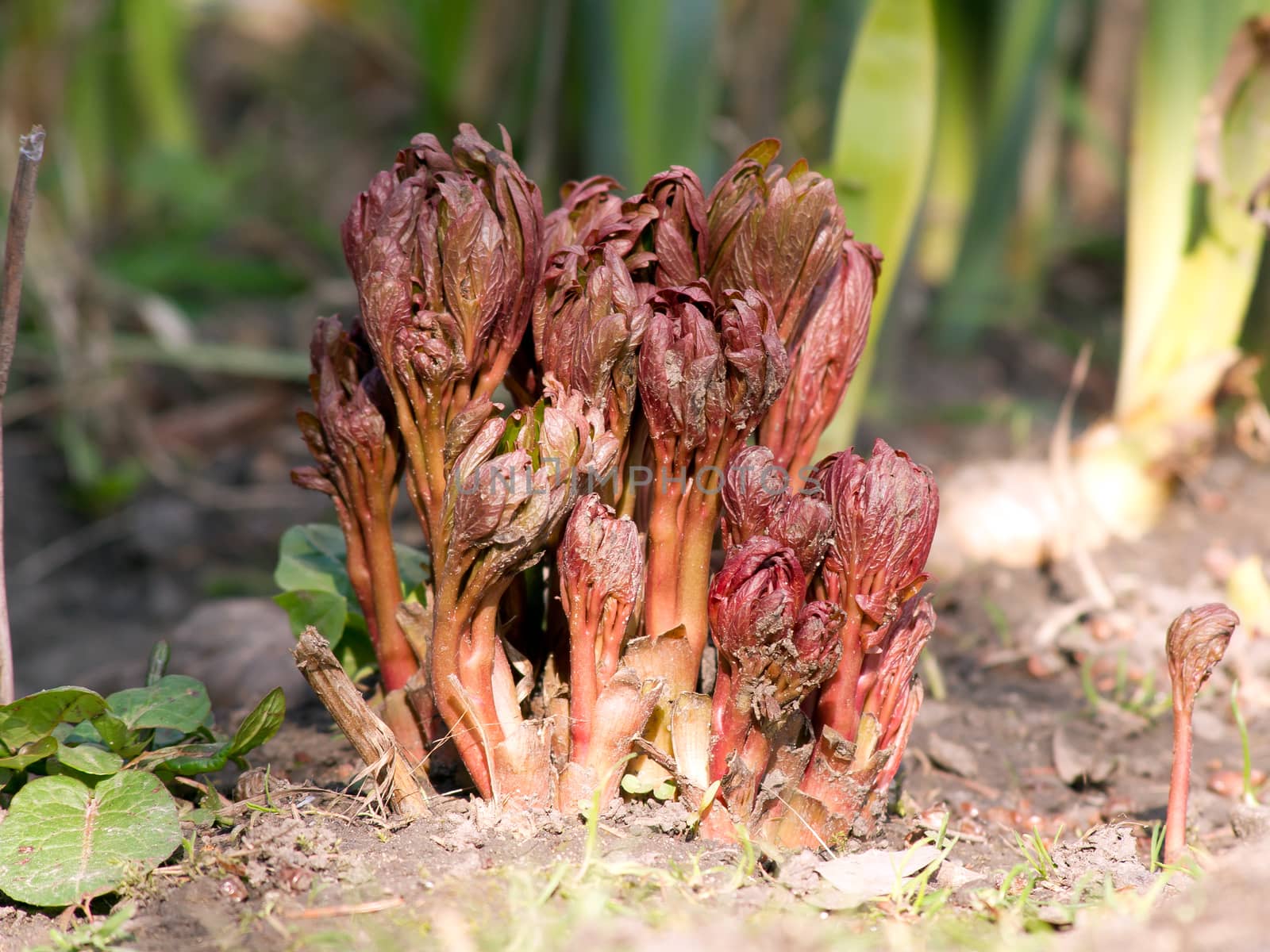 In the spring of peony (Paeonia lactiflora) sprout.