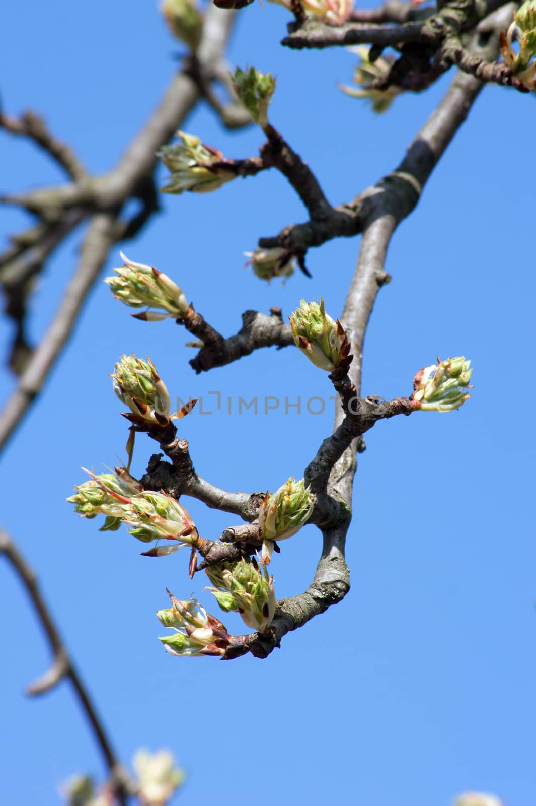 Pear Tree buds by dadalia