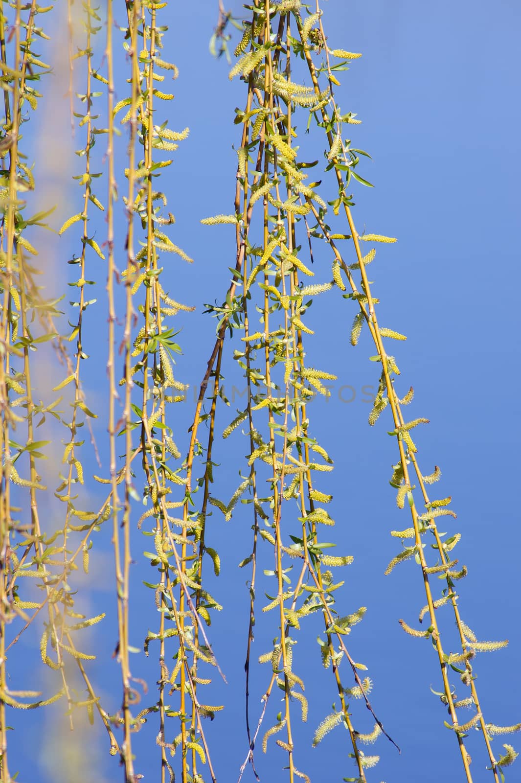 Weeping willow (Salix sepulcralis) suitable for healing as well.