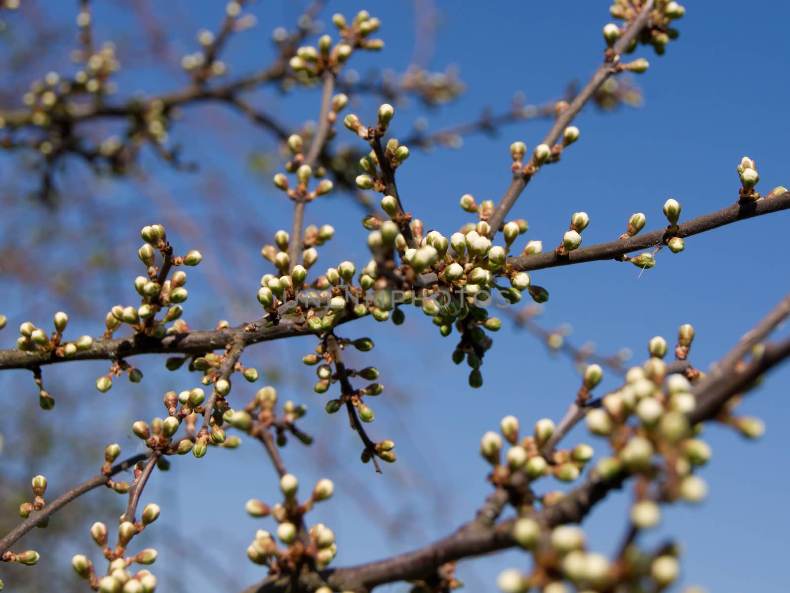 The first wild plum spring flower buds.