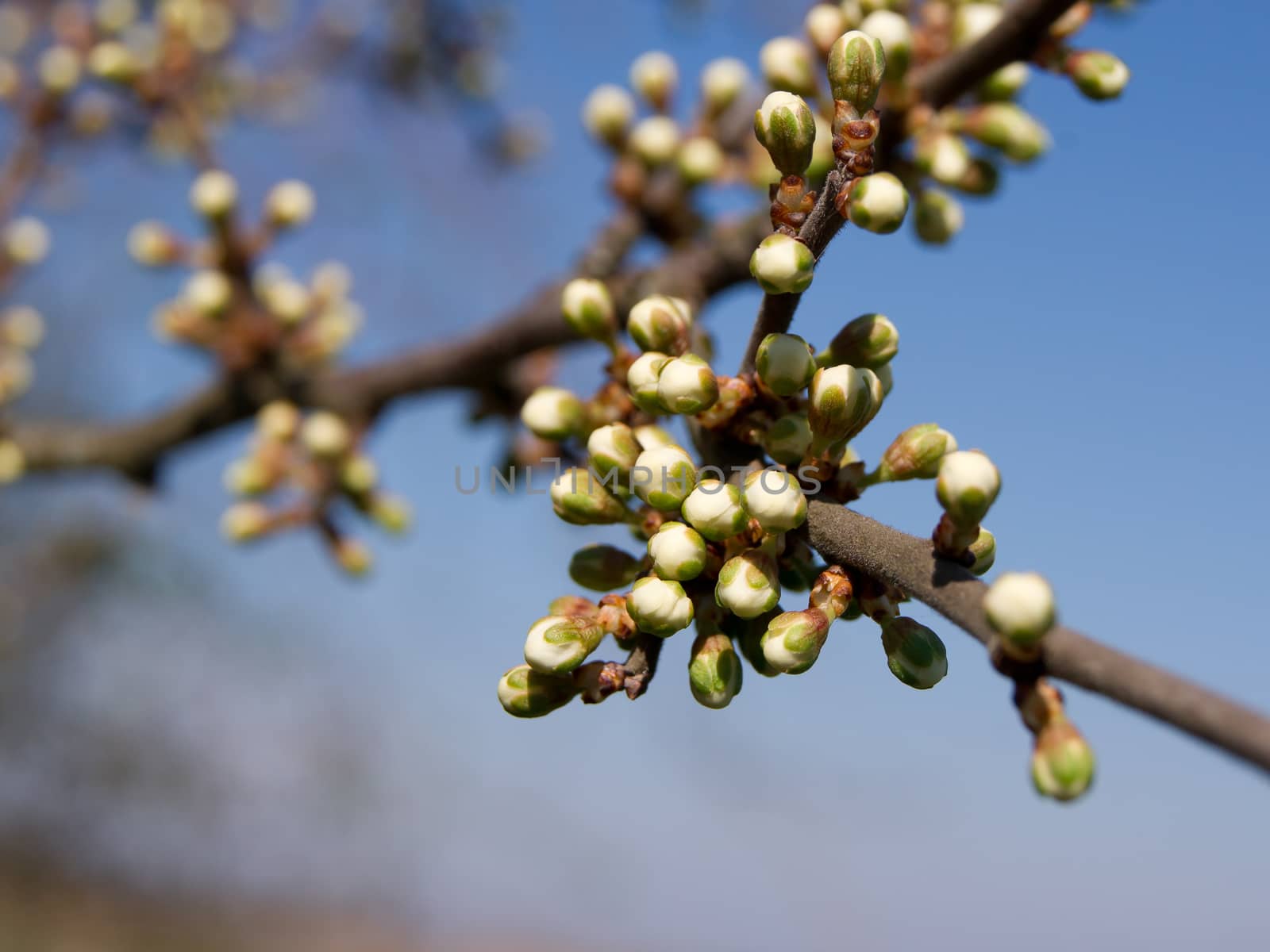 The first wild plum spring flower buds.