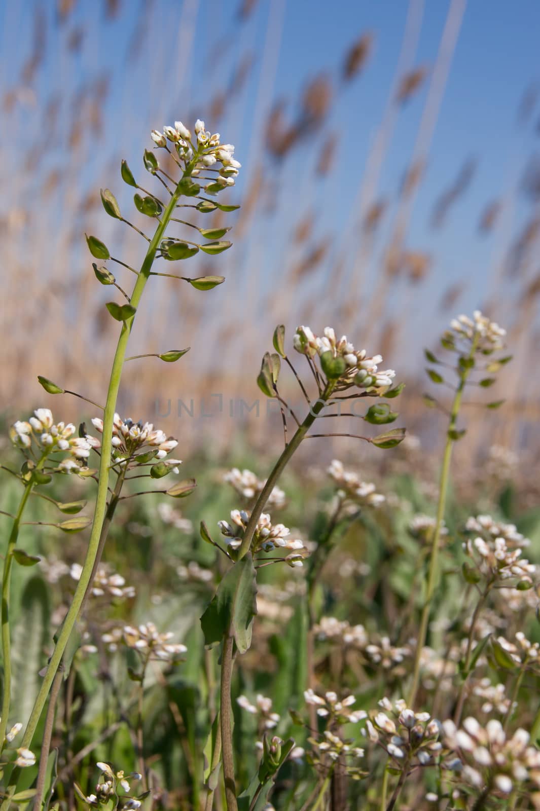 Shepherd's purse (Capsella bursa-pastoris) by dadalia