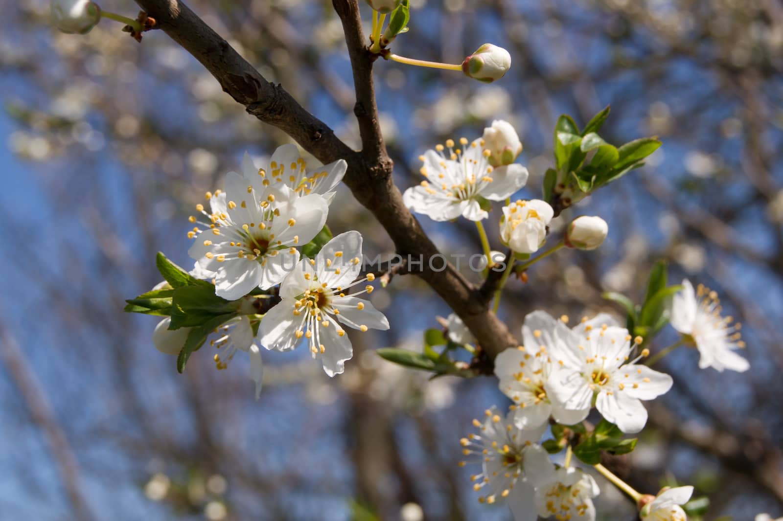 The first wild plum spring flower buds.