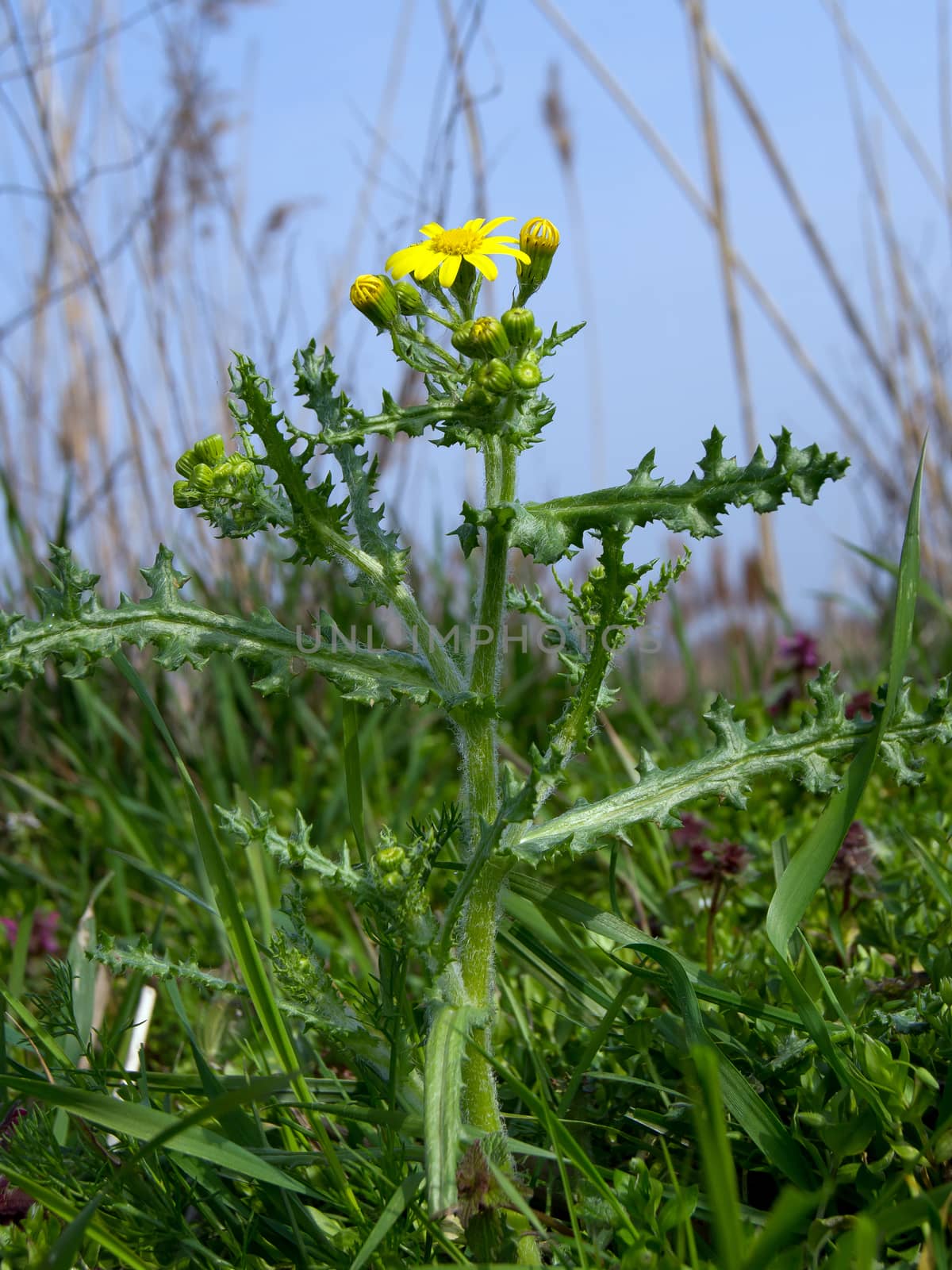 The common groundsel (Senecio vulgaris) in early spring weeds.