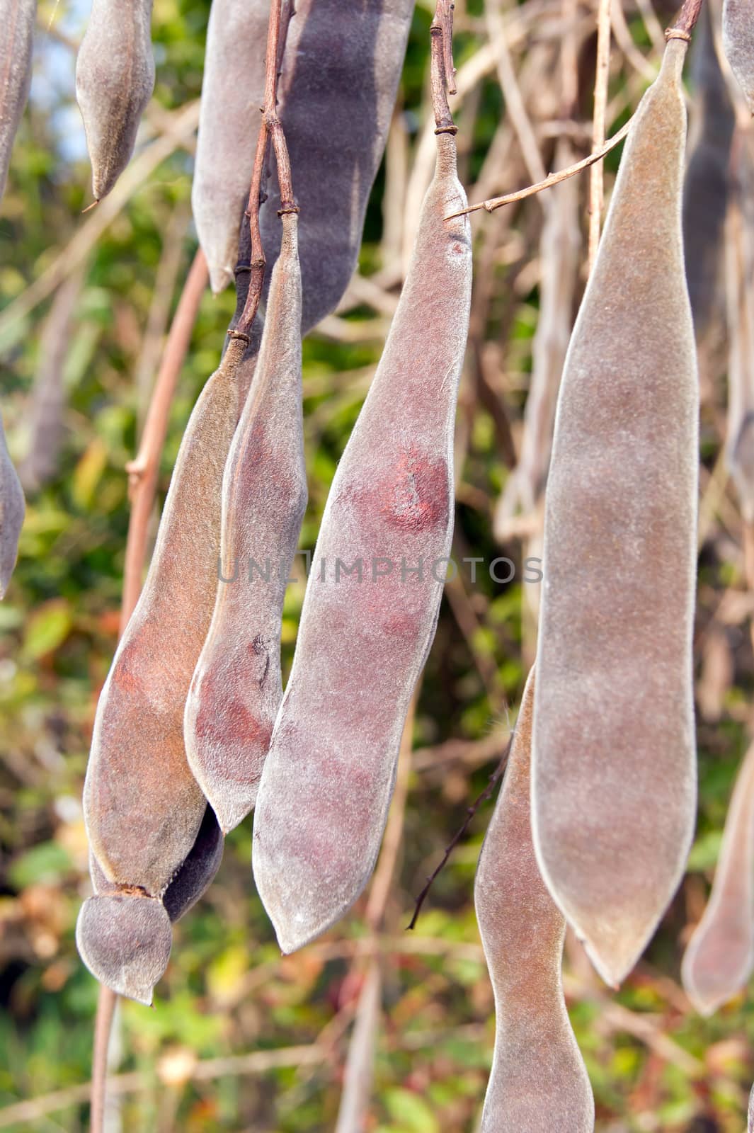 Wisteria ripe seeds. by dadalia